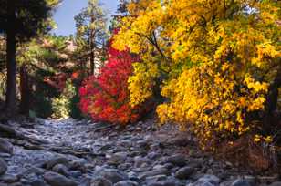 Zion Fall color-3901.jpg